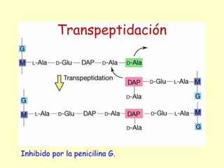 Transpeptidación
Inhibido por la penicilina G.
 