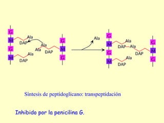Síntesis de peptidoglicano: transpeptidación
Inhibido por la penicilina G.
 