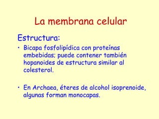Estructura:
• Bicapa fosfolipídica con proteínas
embebidas; puede contener también
hopanoides de estructura similar al
colesterol.
• En Archaea, éteres de alcohol isoprenoide,
algunas forman monocapas.
La membrana celular
 