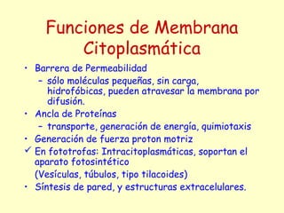 Funciones de Membrana
Citoplasmática
• Barrera de Permeabilidad
– sólo moléculas pequeñas, sin carga,
hidrofóbicas, pueden atravesar la membrana por
difusión.
• Ancla de Proteínas
– transporte, generación de energía, quimiotaxis
• Generación de fuerza proton motriz
 En fototrofas: Intracitoplasmáticas, soportan el
aparato fotosintético
(Vesículas, túbulos, tipo tilacoides)
• Síntesis de pared, y estructuras extracelulares.
 
