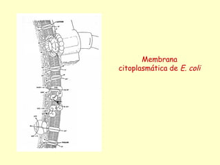 Membrana
citoplasmática de E. coli
 