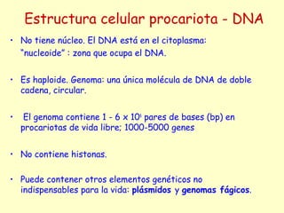 Estructura celular procariota - DNA
• No tiene núcleo. El DNA está en el citoplasma:
“nucleoide” : zona que ocupa el DNA.
• Es haploide. Genoma: una única molécula de DNA de doble
cadena, circular.
• El genoma contiene 1 - 6 x 106
pares de bases (bp) en
procariotas de vida libre; 1000-5000 genes
• No contiene histonas.
• Puede contener otros elementos genéticos no
indispensables para la vida: plásmidos y genomas fágicos.
 