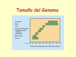 Tamaño del Genoma
 
