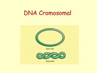 DNA Cromosomal
 