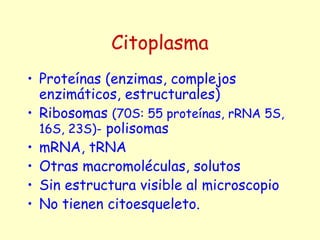 Citoplasma
• Proteínas (enzimas, complejos
enzimáticos, estructurales)
• Ribosomas (70S: 55 proteínas, rRNA 5S,
16S, 23S)- polisomas
• mRNA, tRNA
• Otras macromoléculas, solutos
• Sin estructura visible al microscopio
• No tienen citoesqueleto.
 