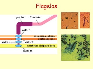 Flagelos
 