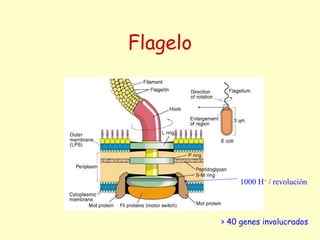 Flagelo
> 40 genes involucrados
1000 H+
/ revolución
 