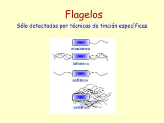 Sólo detectados por técnicas de tinción específicas
Flagelos
 