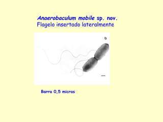 Barra 0,5 micras
Anaerobaculum mobile sp. nov.
Flagelo insertado lateralmente
 