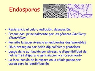 Endosporas
• Resistencia al calor, radiación, desecación.
• Producidas principalmente por los géneros Bacillus y
Clostridium
• Permite la supervivencia en ambientes desfavorables
• DNA protegido por ácido dipicolínico y proteínas
• Luego de la activación por stress, la disponibilidad de
nutrientes dispara la germinación y el crecimiento
• La localización de la espora en la célula puede ser
usada para la identificación
 