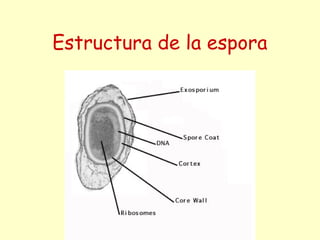 Estructura de la espora
 