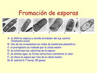Fromación de esporas
A- el ADN se duplica y enrolla alrededor del eje central
(filamento axial)
B- Uno de los cromosamas se rodea de membrana plasmática.
C- el protoplasto es rodeado por la célula madre
D- se sintetizan las cubiertas de la espora.
E- se elimina agua, se forma estructura resistente al calor.
F- se libera la espora por lisis de la célula madre.
En B. subtilis 6-7 horas, 50 genes.
 