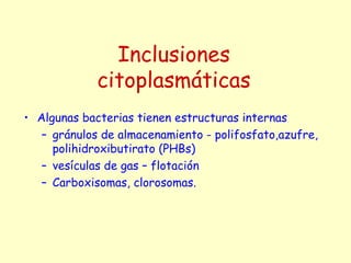 Inclusiones
citoplasmáticas
• Algunas bacterias tienen estructuras internas
– gránulos de almacenamiento - polifosfato,azufre,
polihidroxibutirato (PHBs)
– vesículas de gas – flotación
– Carboxisomas, clorosomas.
 