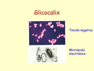 Glicocalix
Tinción negativa
Microscoía
electrónica
 
