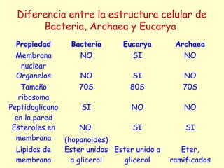 Diferencia entre la estructura celular de
Bacteria, Archaea y Eucarya
Propiedad Bacteria Eucarya Archaea
Membrana
nuclear
NO SI NO
Organelos NO SI NO
Tamaño
ribosoma
70S 80S 70S
Peptidoglicano
en la pared
SI NO NO
Esteroles en
membrana
NO
(hopanoides)
SI SI
Lípidos de
membrana
Ester unidos
a glicerol
Ester unido a
glicerol
Eter,
ramificados
 