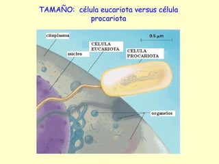 TAMAÑO: célula eucariota versus célula
procariota
 