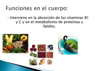    Interviene en la absorción de las vitaminas B1
        y C y en el metabolismo de proteínas y
                        lípidos.
 
