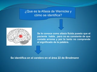 ¿Que es la Afasia de Wernicke y
cómo se identifica?
Se le conoce como afasia fluida puesto que el
paciente habla , pero no es consiente de que
comete errores y por lo tanto no comprende
el significado de la palabra.
Se identifica en el cerebro en el área 22 de Brodmann
 
