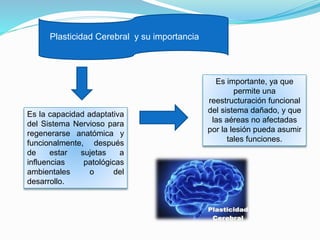 Plasticidad Cerebral y su importancia
Es la capacidad adaptativa
del Sistema Nervioso para
regenerarse anatómica y
funcionalmente, después
de estar sujetas a
influencias patológicas
ambientales o del
desarrollo.
Es importante, ya que
permite una
reestructuración funcional
del sistema dañado, y que
las aéreas no afectadas
por la lesión pueda asumir
tales funciones.
 