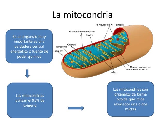 Diapositivas mitocondrias