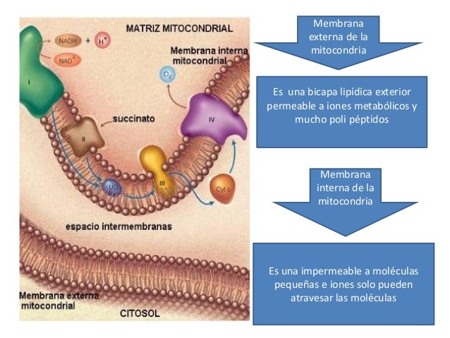 Diapositivas mitocondrias
