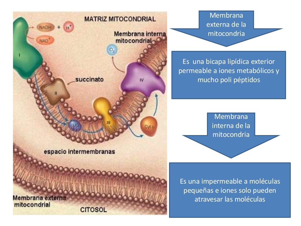 Diapositivas mitocondrias Diapositivas mitocondrias