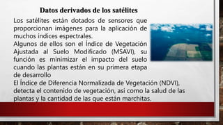Los satélites están dotados de sensores que
proporcionan imágenes para la aplicación de
muchos índices espectrales.
Algunos de ellos son el Índice de Vegetación
Ajustada al Suelo Modificado (MSAVI), su
función es minimizar el impacto del suelo
cuando las plantas están en su primera etapa
de desarrollo
Datos derivados de los satélites
El Índice de Diferencia Normalizada de Vegetación (NDVI),
detecta el contenido de vegetación, así como la salud de las
plantas y la cantidad de las que están marchitas.
 