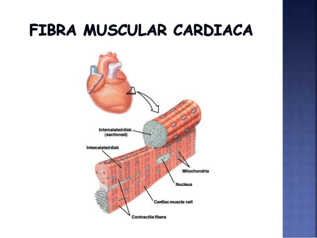 Diapositivas musculo cardiaco
