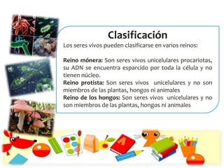 Clasificación
Los seres vivos pueden clasificarse en varios reinos:
Reino mónera: Son seres vivos unicelulares procariotas,
su ADN se encuentra esparcido por toda la célula y no
tienen núcleo.
Reino protista: Son seres vivos unicelulares y no son
miembros de las plantas, hongos ni animales
Reino de los hongos: Son seres vivos unicelulares y no
son miembros de las plantas, hongos ni animales.
 