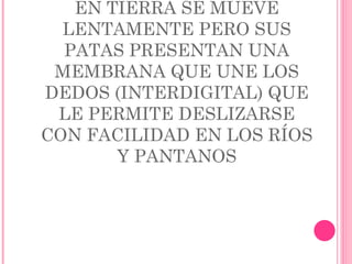 EN TIERRA SE MUEVE LENTAMENTE PERO SUS PATAS PRESENTAN UNA MEMBRANA QUE UNE LOS DEDOS (INTERDIGITAL) QUE LE PERMITE DESLIZARSE CON FACILIDAD EN LOS RÍOS Y PANTANOS 