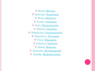 Reino:  Metazoa Subreino:  Eumetazoa Rama:  Bilateria Grado:  Coelomata Serie:  Deuterostomia Phylum:  Chordata Subphylum:  Gnathostomata Superclase:  Tetrapoda Clase:  Mammalia Subclase:  Eutheria Orden:  Rodentia Suborden:  Hystricognathi Familia:  Hydrochaeridae 