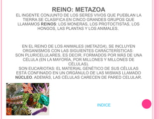 REINO: METAZOA EL INGENTE CONJUNTO DE LOS SERES VIVOS QUE PUEBLAN LA TIERRA SE CLASIFICA EN CINCO GRANDES GRUPOS QUE LLAMAMOS  REINOS : LOS MONERAS, LOS PROTOCTISTAS, LOS HONGOS, LAS PLANTAS Y LOS ANIMALES.  EN EL REINO DE LOS ANIMALES ( METAZOA ), SE INCLUYEN ORGANISMOS CON LAS SIGUIENTES CARACTERÍSTICAS:  SON PLURICELULARES, ES DECIR, FORMADOS POR MÁS DE UNA CÉLULA (EN LA MAYORÍA, POR MILLONES Y MILLONES DE CÉLULAS). SON EUCARIOTAS: EL MATERIAL GENÉTICO DE SUS CÉLULAS ESTÁ CONFINADO EN UN ORGÁNULO DE LAS MISMAS LLAMADO  NÚCLEO . ADEMÁS, LAS CÉLULAS CARECEN DE PARED CELULAR.  INDICE 