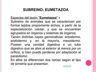 SUBREINO: EUMETAZOA Especies del taxón " Eumetazoa "  » Subreino de animales que se caracterizan por formar tejidos propiamente dichos, a partir de la especialización celular, y que se encuentran agrupados en órganos y sistemas de órganos.  Tienen distintas capas germinativas: ectodermo, endodermo y, en la mayoría, mesodermo. Poseen una cavidad digestiva o un tubo digestivo que se abre al exterior al menos por un orificio, si bien puede perderse por adaptación al parasitismo.  En ellos se diferencian dos ramas según el tipo de simetría que presentan .  INDICE 