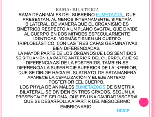 RAMA: BILATERIA RAMA DE ANIMALES DEL SUBREINO  EUMETAZOA   , QUE PRESENTAN, AL MENOS INTERNAMENTE, SIMETRÍA BILATERAL, DE MANERA QUE EL ORGANISMO ES SIMÉTRICO RESPECTO A UN PLANO SAGITAL QUE DIVIDE AL CUERPO EN DOS MITADES ESPECULARMENTE IDÉNTICAS. ADEMÁS TIENEN UN CUERPO TRIPLOBLÁSTICO, CON LAS TRES CAPAS GERMINATIVAS BIEN DIFERENCIADAS.  LA MAYOR PARTE DE LOS ÓRGANOS DE LOS SENTIDOS SE SITÚAN EN LA PARTE ANTERIOR DEL CUERPO, QUE SE DIFERENCIA ASÍ DE LA POSTERIOR. TAMBIÉN SE DIFERENCIA LA SUPERFICIE SUPERIOR DE LA INFERIOR, QUE SE DIRIGE HACIA EL SUSTRATO. DE ESTA MANERA APARECE LA CEFALIZACIÓN Y EL EJE ANTERO-POSTERIOR DEL CUERPO.  LOS PHYLA DE ANIMALES  EUMETAZOOS   DE SIMETRÍA BILATERAL, SE DIVIDEN EN TRES GRADOS, SEGÚN LA PRESENCIA DE CELOMA, QUE ES UNA CAVIDAD VISCERAL QUE SE DESARROLLA A PARTIR DEL MESODERMO EMBRIONARIO .  INDICE 