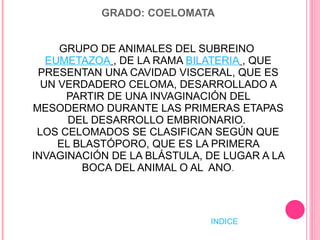 GRADO: COELOMATA GRUPO DE ANIMALES DEL SUBREINO  EUMETAZOA   , DE LA RAMA  BILATERIA   , QUE PRESENTAN UNA CAVIDAD VISCERAL, QUE ES UN VERDADERO CELOMA, DESARROLLADO A PARTIR DE UNA INVAGINACIÓN DEL MESODERMO DURANTE LAS PRIMERAS ETAPAS DEL DESARROLLO EMBRIONARIO.  LOS CELOMADOS SE CLASIFICAN SEGÚN QUE EL BLASTÓPORO, QUE ES LA PRIMERA INVAGINACIÓN DE LA BLÁSTULA, DE LUGAR A LA BOCA DEL ANIMAL O AL  ANO . INDICE 
