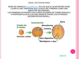 SERIE: DEUTEROSTOMIA SERIE DE ANIMALES  CELOMADOS   , EN LOS QUE EL BLASTÓPORO DARÁ LUGAR AL ANO, MIENTRAS QUE LA BOCA SE FORMARÁ COMO UNA ABERTURA SECUNDARIA.  LAS PRIMERAS DIVISIONES CELULARES OCURREN DE FORMA PARALELA O PERPENDICULAR AL EJE QUE APARECE ENTRE LOS EXTREMOS (SEGMENTACIÓN RADIAL).  INDICE 