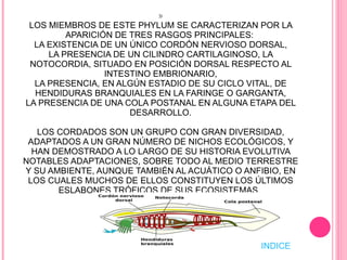 PHYLUM: CHORDATA » LOS MIEMBROS DE ESTE PHYLUM SE CARACTERIZAN POR LA APARICIÓN DE TRES RASGOS PRINCIPALES:  LA EXISTENCIA DE UN ÚNICO CORDÓN NERVIOSO DORSAL, LA PRESENCIA DE UN CILINDRO CARTILAGINOSO, LA NOTOCORDIA, SITUADO EN POSICIÓN DORSAL RESPECTO AL INTESTINO EMBRIONARIO, LA PRESENCIA, EN ALGÚN ESTADIO DE SU CICLO VITAL, DE HENDIDURAS BRANQUIALES EN LA FARINGE O GARGANTA, LA PRESENCIA DE UNA COLA POSTANAL EN ALGUNA ETAPA DEL DESARROLLO. LOS CORDADOS SON UN GRUPO CON GRAN DIVERSIDAD, ADAPTADOS A UN GRAN NÚMERO DE NICHOS ECOLÓGICOS, Y HAN DEMOSTRADO A LO LARGO DE SU HISTORIA EVOLUTIVA NOTABLES ADAPTACIONES, SOBRE TODO AL MEDIO TERRESTRE Y SU AMBIENTE, AUNQUE TAMBIÉN AL ACUÁTICO O ANFIBIO, EN LOS CUALES MUCHOS DE ELLOS CONSTITUYEN LOS ÚLTIMOS ESLABONES TRÓFICOS DE SUS ECOSISTEMAS.  INDICE 