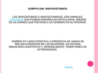 SUBPHYLUM: GNATHOSTOMATA LOS GNATÓSTOMOS O GNATOSTOMADOS, SON ANIMALES  CORDADOS   QUE POSEEN MANDÍBULAS ARTICULADAS, ADEMÁS DE UN CRÁNEO QUE PROTEGE A UN CEREBRO EN SU INTERIOR.  TAMBIÉN ES CARACTERÍSTICA LA PRESENCIA DE VAINAS DE MIELINA ALREDEDOR DE LAS NEURONAS, UN SISTEMA INMUNITARIO ADAPTATIVO Y, GENERALMENTE, TENER PARES DE EXTREMIDADES.  INDICE 