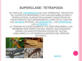 SUPERCLASE: TETRAPODA SE TRATA DE  VERTEBRADOS   DE VIDA TERRESTRE, PROVISTOS DE CUATRO EXTREMIDADES CON FUNCIÓN AMBULATORIA O MANIPULATORIA, AUNQUE EN ALGUNOS CASOS ÉSTAS SE HAYAN PERDIDO SECUNDARIAMENTE (COMO EN EL CASO DE LOS  ANFIBIOS   ÁPODOS, LAS  SERPIENTES   , LOS  PINNÍPEDOS   , LOS  CETÁCEOS   ...)  EL TÉRMINO ES ESPECIALMENTE ÚTIL PARA DESCRIBIR A LOS MIEMBROS MÁS PRIMITIVOS DEL GRUPO, QUE RADIARON DESDE LOS SARCOPTERIGIOS (PECES DE "ALETAS LOBULARES") A LOS PRIMEROS ANFIBIOS DEL PERÍODO DEVÓNICO.    INDICE 