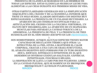 CLASE: MAMMALIA » LOS MAMÍFEROS SE CARACTERIZAN ESPECIALMENTE POR LA PRESENCIA DE GLÁNDULAS MAMARIAS EN LAS HEMBRAS DE TODAS LAS ESPECIES. ESTAS GLÁNDULAS SEGREGAN LECHE PARA ALIMENTAR A LAS CRÍAS DURANTE SUS PRIMEROS MESES DE VIDA.  OTRAS PARTICULARIDADES GENERALES SON LA SIMPLIFICACIÓN ESQUELÉTICA DEL CRÁNEO Y DE LA MANDÍBULA INFERIOR (QUE TIENE UN SOLO HUESO, LLAMADO  DENTARIO ) CON DIENTES MUY ESPECIALIZADOS, LA PRESENCIA DE UN PALADAR SECUNDARIO, LA APARICIÓN DE LOS CÓNDILOS OCCIPITALES PARA LA ARTICULACIÓN DEL CRÁNEO CON LA COLUMNA VERTEBRAL, UN OLFATO MUY DESARROLLADO, LA APARICIÓN DE UN DIAFRAGMA MUSCULAR PARA SEPARAR LA CAVIDAD TORÁCICA DE LA ABDOMINAL, LA PRESENCIA DE PELO, Y LA PRESENCIA DE TRES HUESECILLOS EN EL OÍDO MEDIO (EXCEPTO EN LOS  PROTOTERIOS   ).  SON HOMEOTERMOS, AUNQUE ALGUNAS ESPECIES TIENEN MAYOR CAPACIDAD DE REGULACIÓN TÉRMICA QUE OTRAS. LA ESTRUCTURA DE LA PIEL AYUDA A MANTENER EL CALOR CORPORAL, GRACIAS A UNA CAPA DE GRASA SUBCUTÁNEA.  EL APARATO DIGESTIVO ESTÁ FORMADO POR UN TUBO DIGESTIVO (BOCA, ESÓFAGO, ESTÓMAGO E INTESTINOS) EN EL QUE DESEMBOCAN DIVERSAS GÁNDULAS (SALIVALES, GÁSTRICAS, INTESTINALES, PÁNCREAS E HÍGADO).  LA RESPIRACIÓN SE LLEVA A CABO POR DOS PULMONES, LIBRES EN LA CAVIDAD PLEURAL, QUE SE RAMIFICAN EN BRONQUIOS, BRONQUIOLOS Y ALVEOLOS PULMONARES.  INDICE IMAGEN 