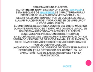 SUBCLASE: EUTHERIA ESQUEMA DE UNA PLACENTA  (AUTOR  HENRY GRAY . LICENCIA DP. FUENTE:  WIKIPEDIA   )  ESTA SUBCLASE DE  MAMÍFEROS   SE CARACTERIZA POR LA PRESENCIA DE UNA PLACENTA VERDADERA EN SU DESARROLLO EMBRIONARIO, POR LO QUE SE LES SUELE LLAMAR 'PLACENTARIOS', Y POR CARECER DE MARSUPIO Y HUESOS MARSUPIALES.  EL EMBRIÓN SE DESARROLLA DENTRO DEL ÚTERO MATERNO DURANTE UN PERIODO DE TIEMPO MÁS O MENOS LARGO, EN DONDE ES ALIMENTADO A TRAVÉS DE LA PLACENTA.  GENERALMENTE PRESENTAN DOS DENTICIONES.  EN EL CRÁNEO EXISTE GENERALMENTE UN ORIFICIO ÓPTICO SEPARADO Y FALTAN LOS ORIFICIOS PALATALES. EL ENCÉFALO TIENE GRANDES HEMISFERIOS CEREBRALES CONECTADOS POR UN CUERPO CALLOSO.  LA CLASIFICACIÓN DE LOS DIVERSOS ÓRDENES SE BASA EN LA DENTICIÓN, EN LA OSTEOLOGÍA DEL CRÁNEO, EN LAS CARACTERÍSTICAS DE LAS EXTREMIDADES Y EN LA PLACENTACIÓN.  INDICE 