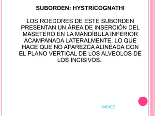 SUBORDEN: HYSTRICOGNATHI LOS ROEDORES DE ESTE SUBORDEN PRESENTAN UN ÁREA DE INSERCIÓN DEL MASETERO EN LA MANDÍBULA INFERIOR ACAMPANADA LATERALMENTE, LO QUE HACE QUE NO APAREZCA ALINEADA CON EL PLANO VERTICAL DE LOS ALVEOLOS DE LOS INCISIVOS.  INDICE 