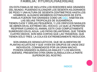 FAMILIA: HYDROCHAERIDAE EN ESTA FAMILIA SE INCLUYEN LOS ROEDORES MÁS GRANDES DEL MUNDO, PUDIENDO ALCANZAR LOS SESENTA KILOGRAMOS DE PESO Y UNA ALTURA DE SESENTA CENTÍMETROS HASTA LOS HOMBROS. ALGUNOS MIEMBROS EXTINGUIDOS DE ESTA FAMILIA FUERON TAN GRANDES COMO UN  OSO . HABITAN EN LAS SELVAS TROPICALES DE SUDAMÉRICA.  TIENEN OJOS Y OREJAS PEQUEÑOS, Y LOS ORIFICIOS NASALES SE ABREN EN EL EXTREMO DEL HOCICO, LO QUE LE PERMITEN RESPIRAR CUANDO EL ANIMAL ESTÁ CASI COMPLETAMENTE SUMERGIDO EN EL AGUA. LAS PATAS DELANTERAS, QUE TIENEN CUATRO DEDOS, SON MÁS CORTAS QUE LAS TRASERAS, QUE TIENEN SÓLO TRES. LA COLA ES EXTREMEDAMENTE REDUCIDA.  SON ANIMALES SEMIACUÁTICOS, QUE SE ALIMENTAN DE PLANTAS ACUÁTICAS Y QUE VIVEN EN GRUPOS DE UNOS DIEZ INDIVIDUOS, COMANDADOS POR UN GRAN MACHO.  POSEEN GRANDES GLÁNDULAS ANALES Y LOS MACHOS, ADEMÁS, PRESENTAN OTRA GRAN GLÁNDULA EN LA PARTE SUPERIOR DEL ROSTRO . INDICE 