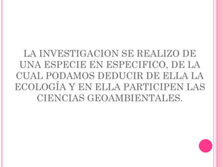 LA INVESTIGACION SE REALIZO DE UNA ESPECIE EN ESPECIFICO, DE LA CUAL PODAMOS DEDUCIR DE ELLA LA ECOLOGÍA Y EN ELLA PARTICIPEN LAS CIENCIAS GEOAMBIENTALES. 