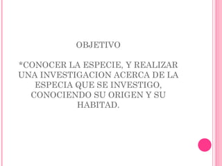 OBJETIVO *CONOCER LA ESPECIE, Y REALIZAR UNA INVESTIGACION ACERCA DE LA ESPECIA QUE SE INVESTIGO, CONOCIENDO SU ORIGEN Y SU HABITAD. 
