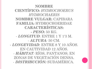 NOMBRE CIENTÍFICO:   HYDROCHOERUS HYDROCHAERIS NOMBRE VULGAR:  CAPIBARA FAMILIA:  HYDROCHOERIDAE CARACTERÍSTICAS: -  PESO :  50 KG. -  LONGITUD : ENTRE 1 Y 1'3 M. -  ALTURA :  50 CM . -  LONGEVIDAD : ENTRE 8 Y 10 AÑOS. EN CAUTIVIDAD 12 AÑOS. -  HÁBITAT :  RÍOS, PANTANOS; EN ZONAS DE VEGETACIÓN DENSA. -  DISTRIBUCIÓN:  SUDAMÉRICA.  
