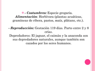 - Costumbres:  Especie gregaria. Alimentación : Herbívora (plantas acuáticas, gramíneas de ribera, pastos, maíz, plátano, etc.).  - Reproducción:  Gestación 119 días. Parto entre 2 y 8 crías. Depredadores: El jaguar, el caimán y la anaconda son sus depredadores naturales, aunque también son cazados por los seres humanos. 