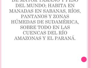 EL CAPIBARA ES EL ROEDOR DE MAYOR TAMAÑO Y PESO DEL MUNDO; HABITA EN MANADAS EN SABANAS, RÍOS, PANTANOS Y ZONAS HÚMEDAS DE SUDAMÉRICA, SOBRE TODO EN LAS CUENCAS DEL RÍO AMAZONAS Y EL PARANÁ. 