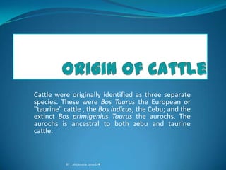 origin of cattle Cattle were originally identified as three separate species. These were Bos Taurus the European or "taurine" cattle , the Bos indicus, the Cebu; and the extinct Bos primigenius Taurus the aurochs. The aurochs is ancestral to both zebu and taurine cattle. BY : alejandra pineda♥ 