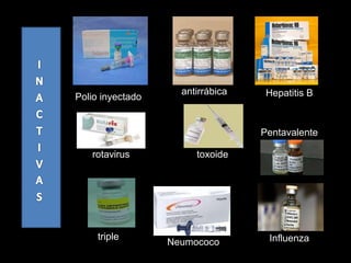triple
Pentavalente
Polio inyectado
antirrábica Hepatitis B
InfluenzaNeumococo
toxoiderotavirus
 